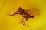 Three Fossil Flies (Diptera) In Baltic Amber #150747-2